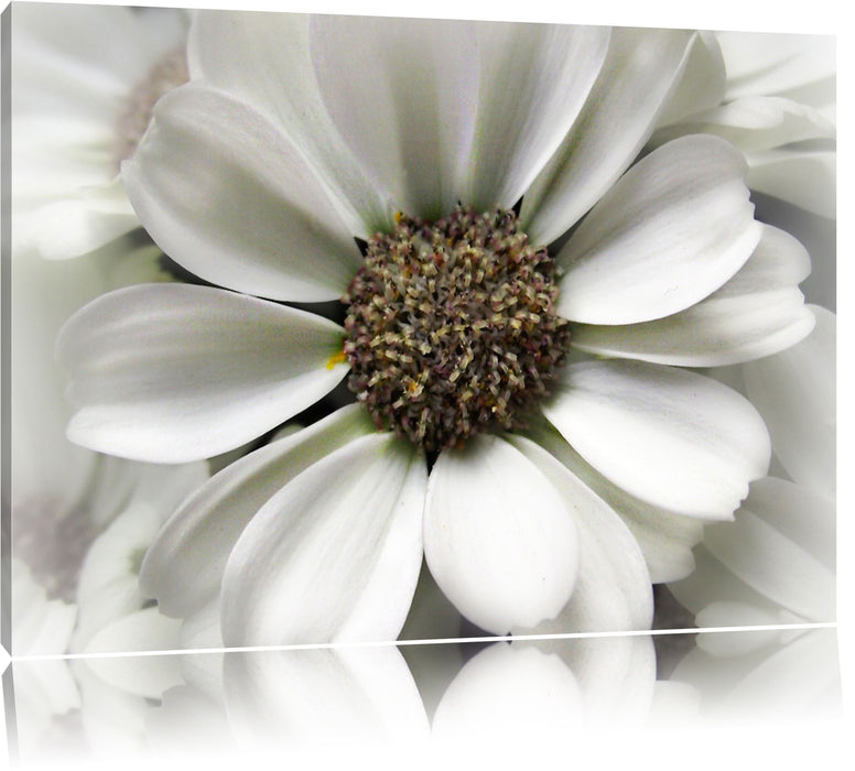 Pixxprint kleine weiße zarte Blüte, Leinwandbild