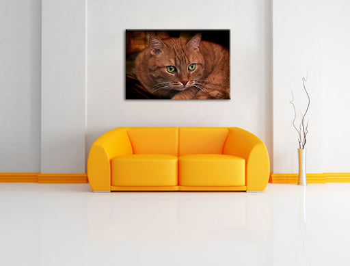 schöne Hauskatze Leinwandbild über Sofa