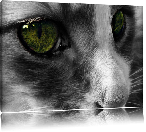 kleine Katze im Seitenprofil Leinwandbild