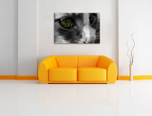 kleine Katze im Seitenprofil Leinwandbild über Sofa