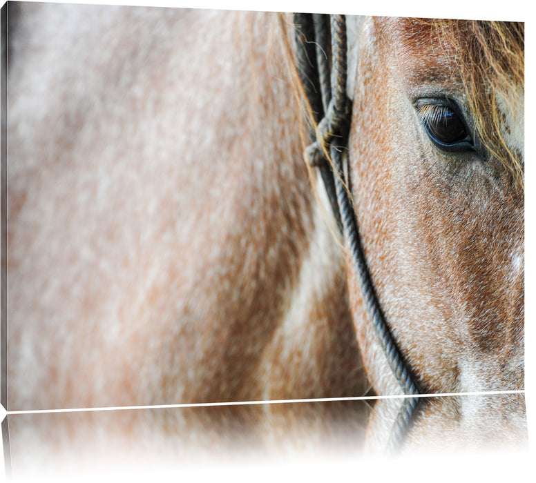 Pixxprint prachtvolles Pferd, Leinwandbild