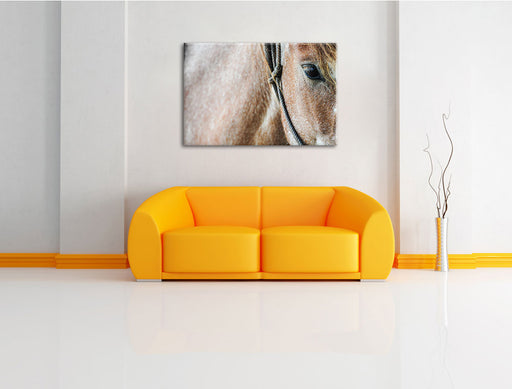 prachtvolles Pferd Leinwandbild über Sofa
