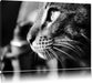 anmutige Katze im Seitenprofil Leinwandbild