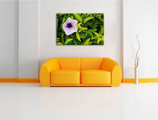 lilafarbene Blüte Leinwandbild über Sofa