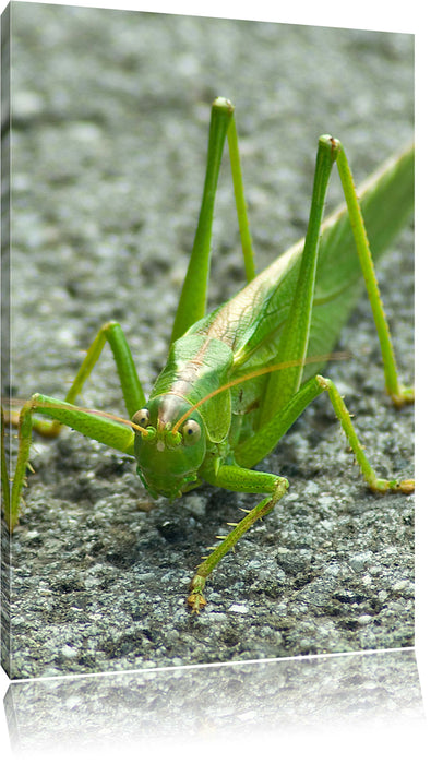 Pixxprint freche kleine Heuschrecke, Leinwandbild