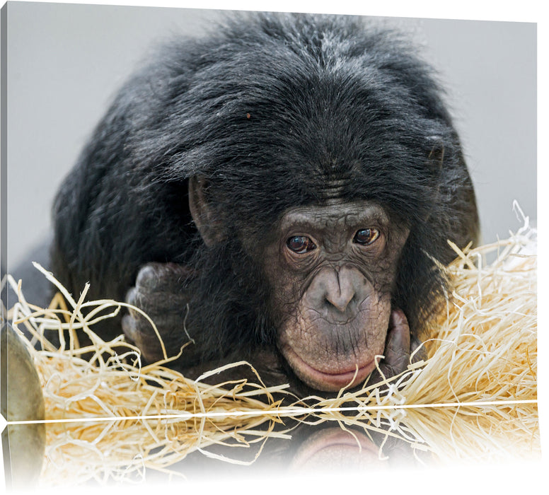 Pixxprint kleiner Schimpanse im Heu, Leinwandbild