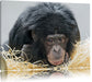 kleiner Schimpanse im Heu Leinwandbild