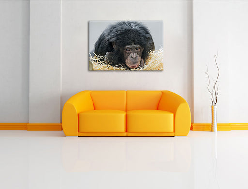 kleiner Schimpanse im Heu Leinwandbild über Sofa