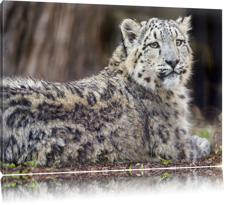 Pixxprint anmutiger Schneeleopard, Leinwandbild
