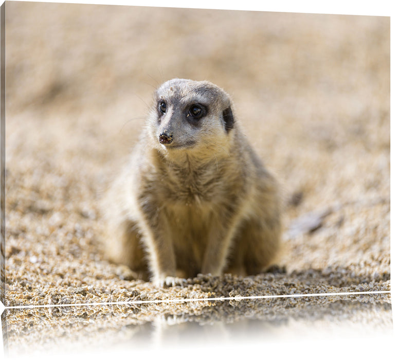 Pixxprint schüchternes Erdmännchen, Leinwandbild