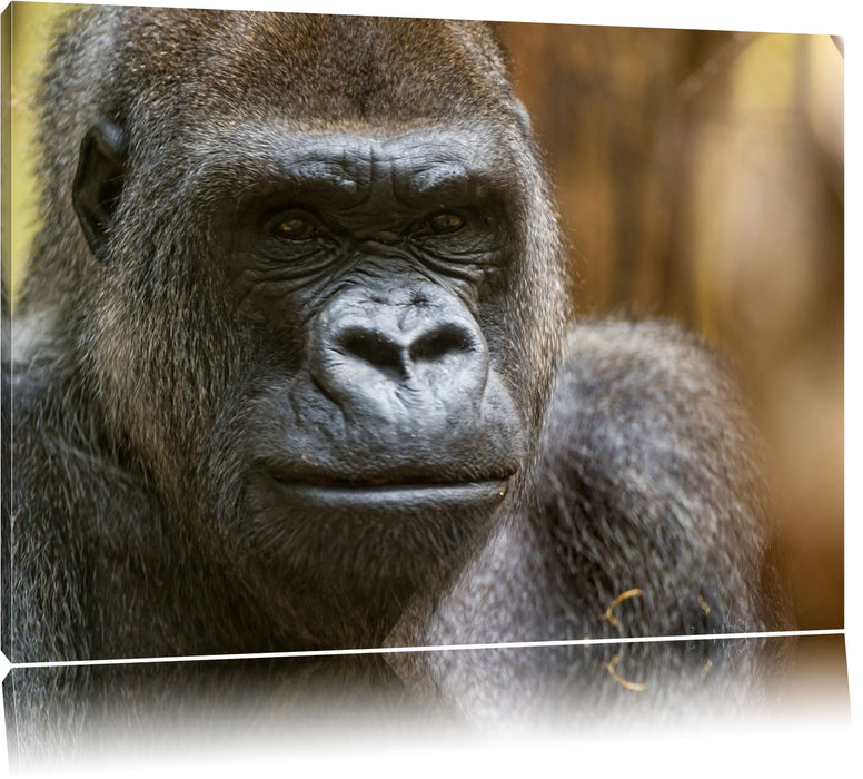 Pixxprint stolzer Gorilla, Leinwandbild