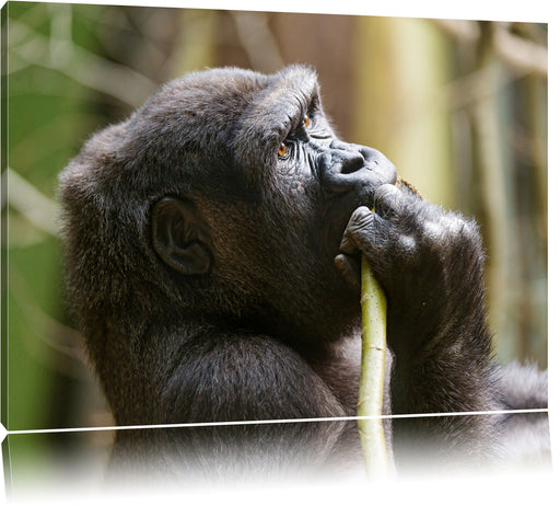 Gorilla isst Leinwandbild