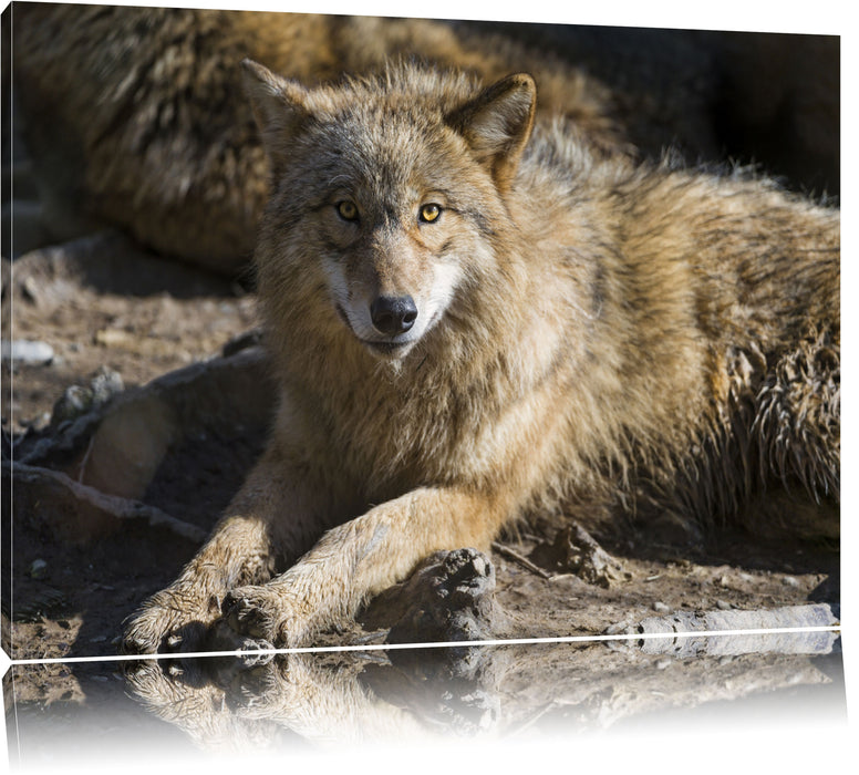 Pixxprint aufschauender Wolf, Leinwandbild