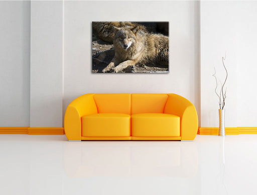aufschauender Wolf Leinwandbild über Sofa