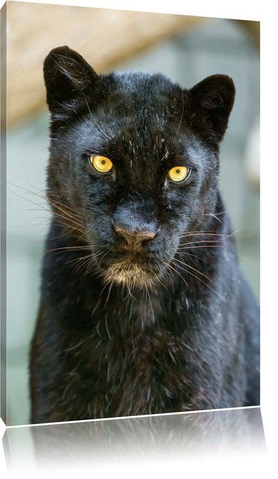 Pixxprint prächtiger Panther, Leinwandbild