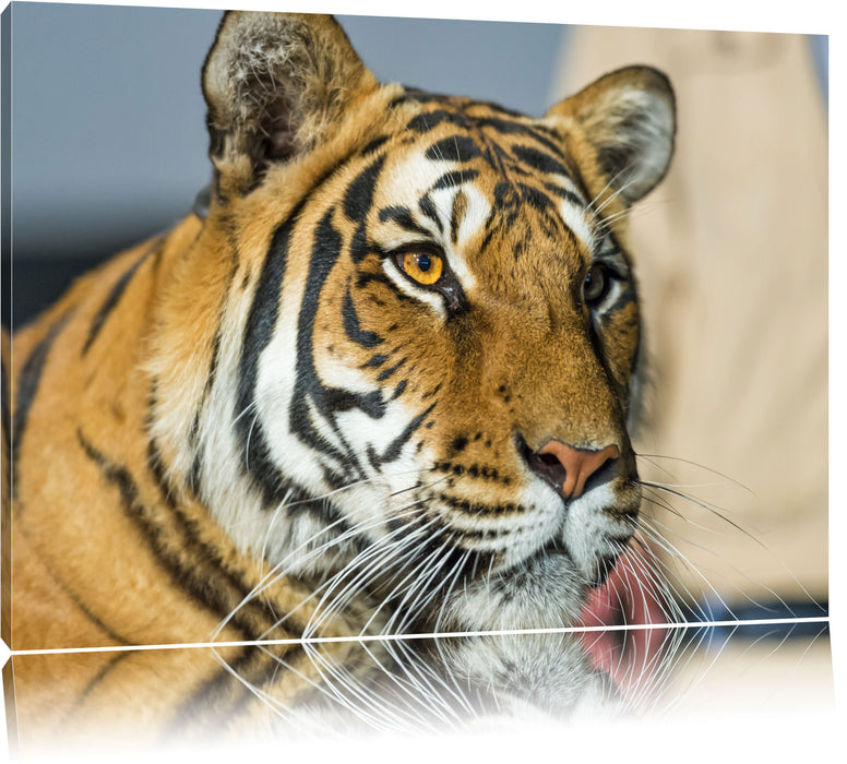 Pixxprint schöner Tiger, Leinwandbild