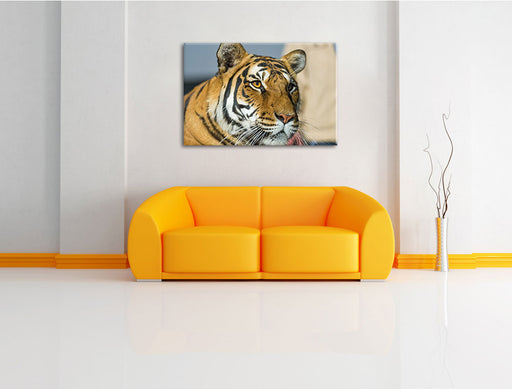 schöner Tiger Leinwandbild über Sofa