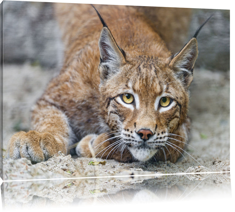 Pixxprint wachsamer Luchs, Leinwandbild