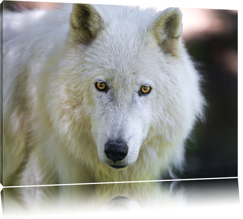 Pixxprint wunderschöner Polarwolf, Leinwandbild