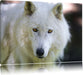 wunderschöner Polarwolf Leinwandbild