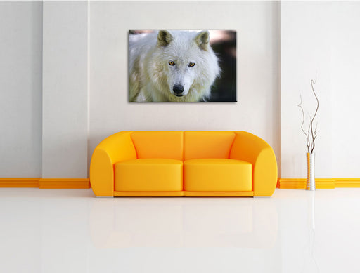 wunderschöner Polarwolf Leinwandbild über Sofa