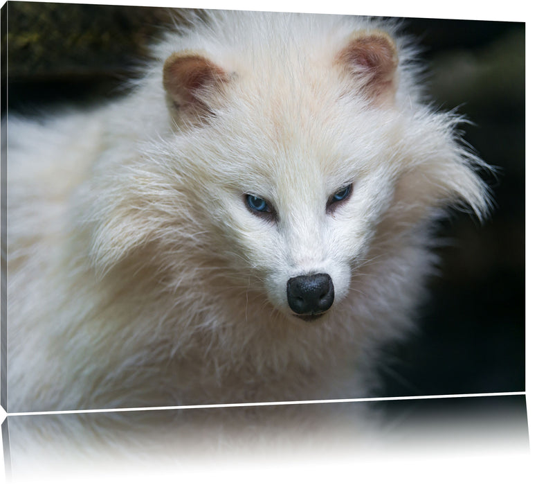 Pixxprint kleiner Polarfuchs, Leinwandbild