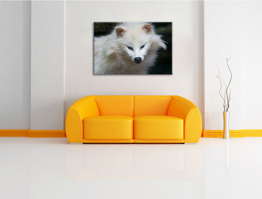 kleiner Polarfuchs Leinwandbild über Sofa