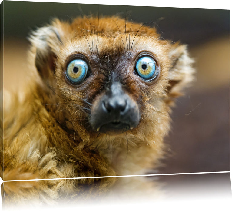 Pixxprint seltener Blauaugenmaki, Leinwandbild