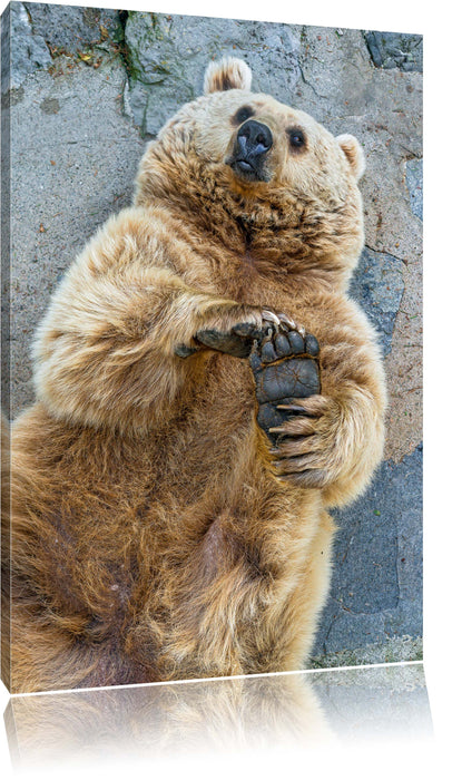 Pixxprint verspielter Grizzlybär, Leinwandbild