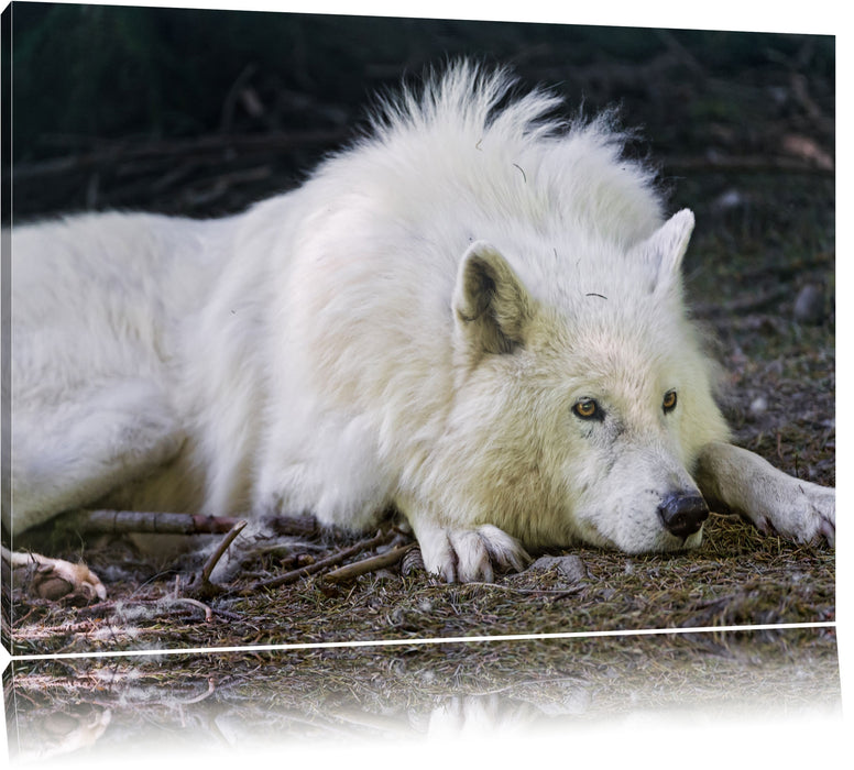 Pixxprint ruhender Polarwolf, Leinwandbild