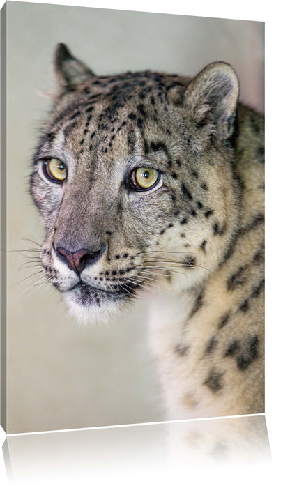 Pixxprint aufmerksamer Schneeleopard, Leinwandbild