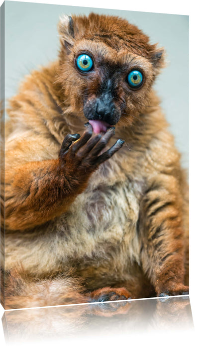 Pixxprint Blauaugenmaki, Leinwandbild