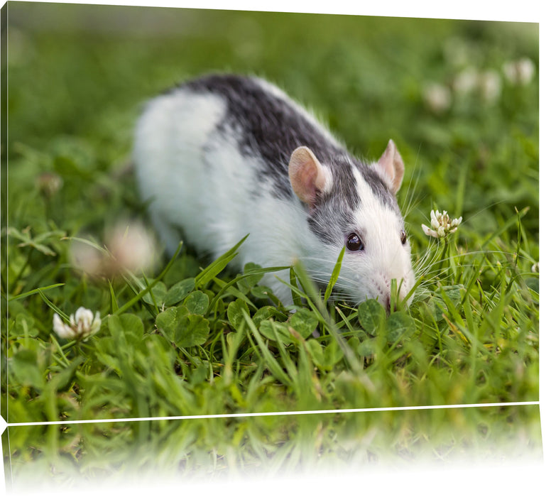 Pixxprint kleine Maus auf Blumenwiese, Leinwandbild