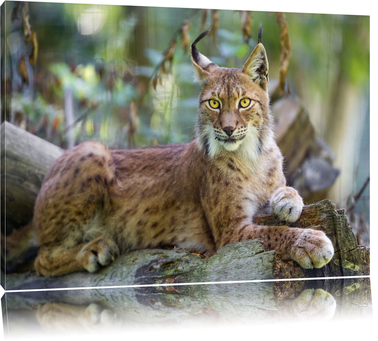 Pixxprint aufmerksamer Luchs, Leinwandbild