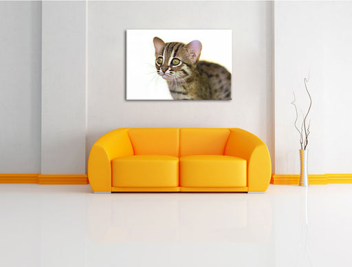 junge Marmorkatze Leinwandbild über Sofa