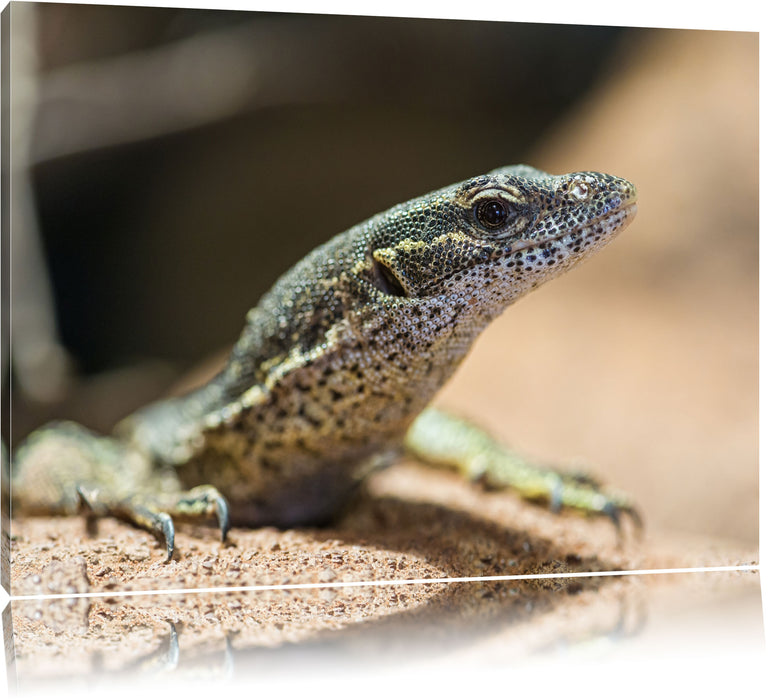 Pixxprint kleiner Leguan, Leinwandbild