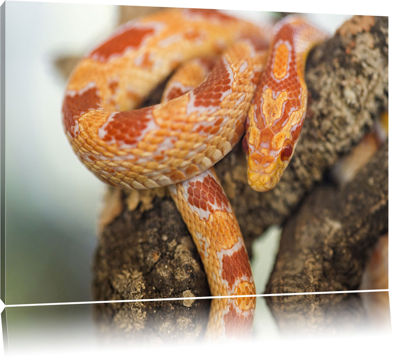 Pixxprint ruhende Kornnatter, Leinwandbild