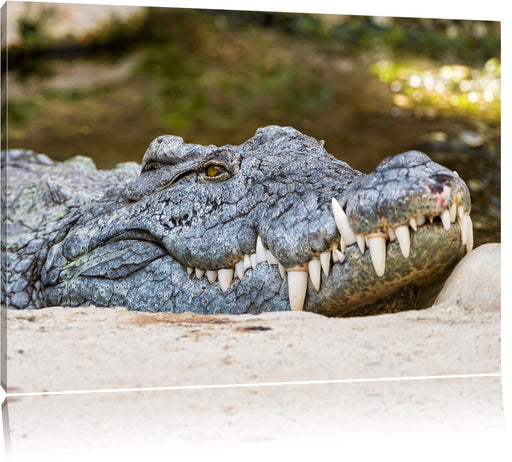 gigantisches Krokodil Leinwandbild