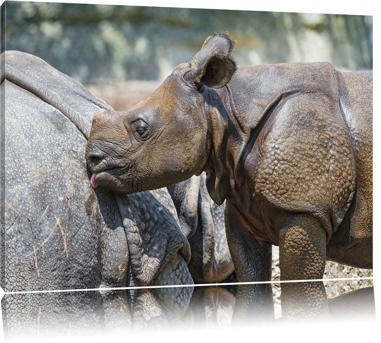 Pixxprint junges Nashorn, Leinwandbild