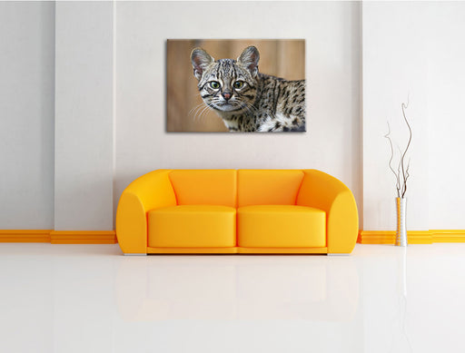 kleine Bengalkatze Leinwandbild über Sofa