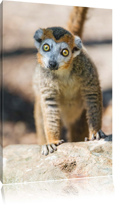 Pixxprint kleiner Sifaka, Leinwandbild