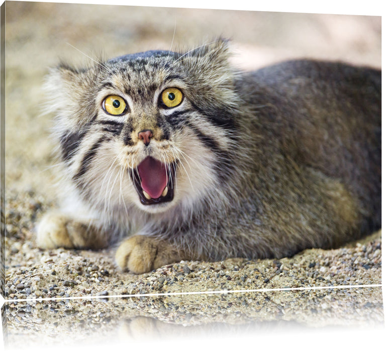 Pixxprint scheue Manul, Leinwandbild