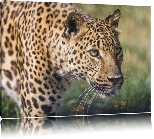 schleichender Leopard Leinwandbild