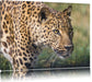 schleichender Leopard Leinwandbild