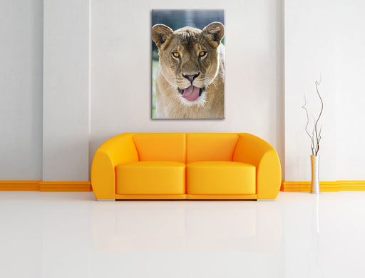 schöne Löwin Leinwandbild über Sofa