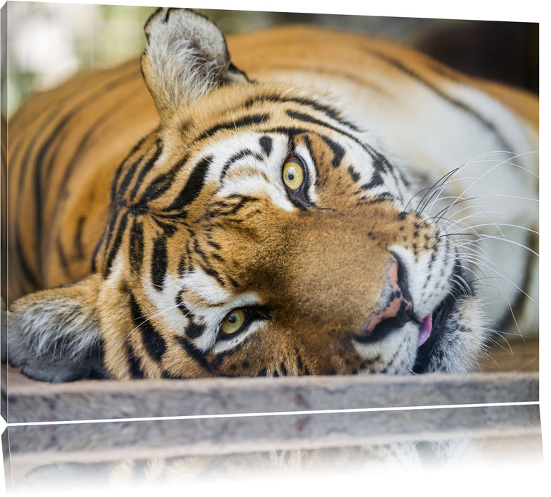 ruhender Tiger Leinwandbild