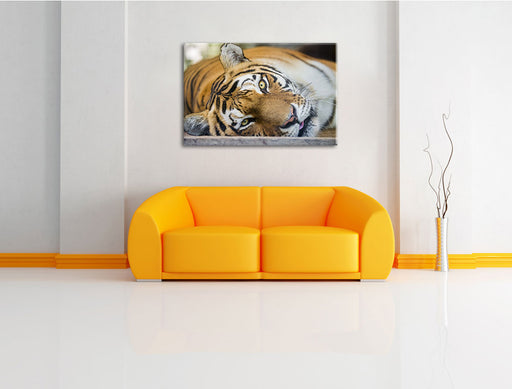 ruhender Tiger Leinwandbild über Sofa
