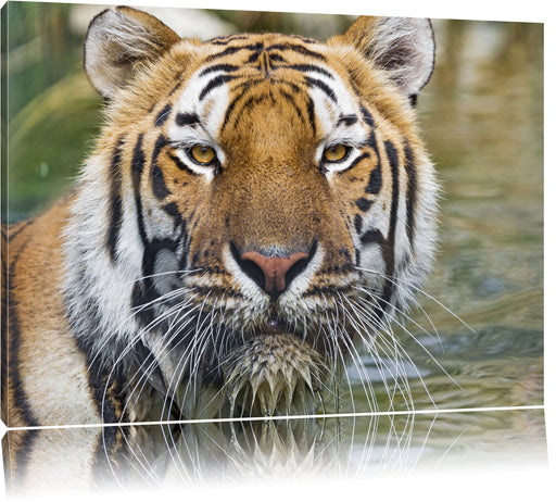 Tiger im Wasser Leinwandbild