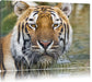 Tiger im Wasser Leinwandbild