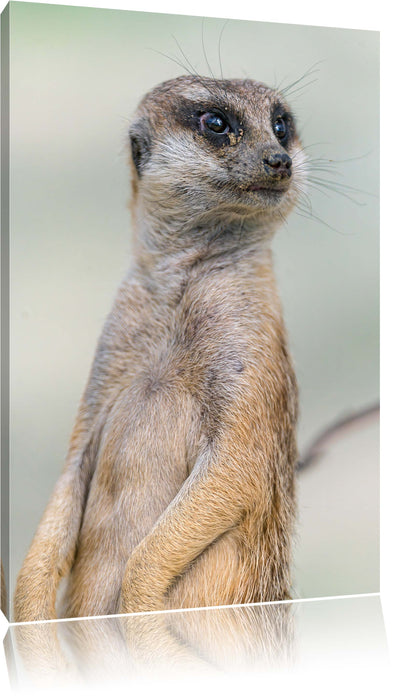 Pixxprint aufmerksames Erdmännchen, Leinwandbild